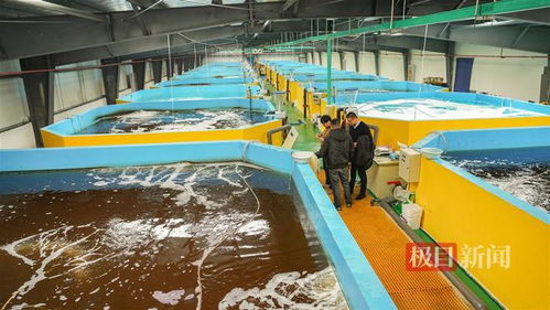 武漢內陸研發海水養殖技術，2毫米對蝦苗兩月游上市民餐桌