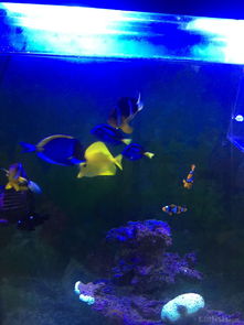 昌平北七家海水魚友出養定老魚，限同城打包自提，共探海水養殖技術交流