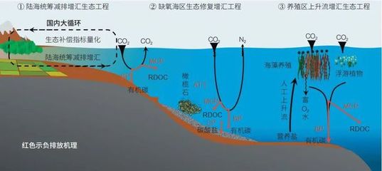海洋負排放技術 焦念志院士領航，以海水養殖創新助力國家碳中和目標